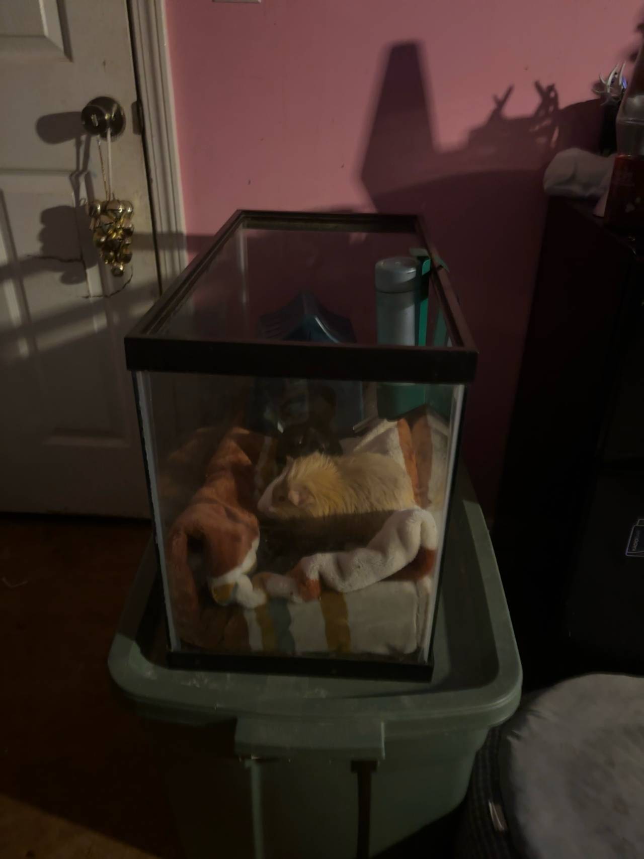 Aqueon 5 Gallon Glass Aquarium