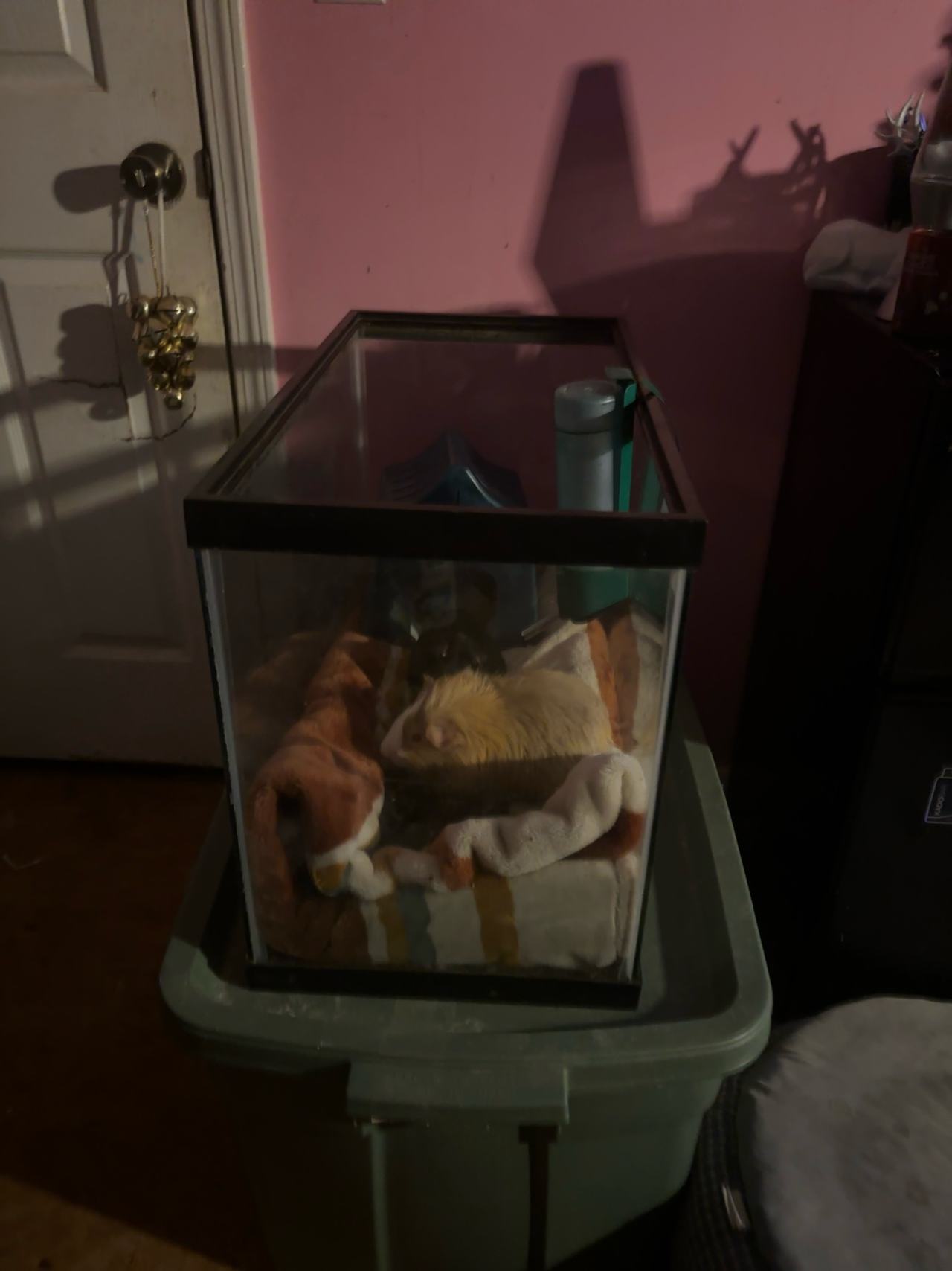 Aqueon 5 Gallon Glass Aquarium