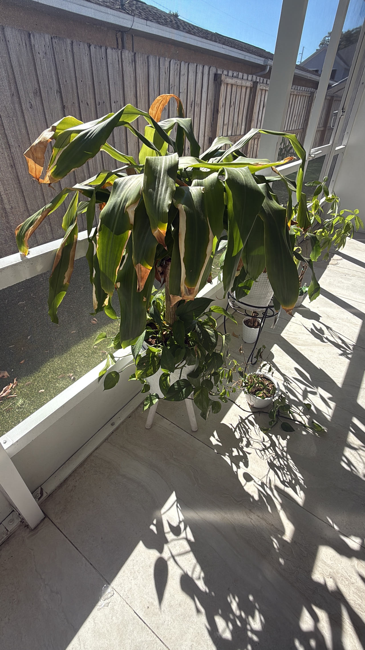 Some sort of plant