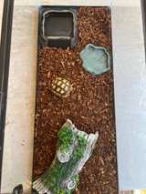 “Toy” Tortoise - Image 5