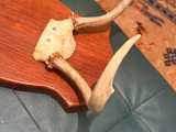 Vintage Deer Antlers Wall Mount on Wood Plaque - Image 5