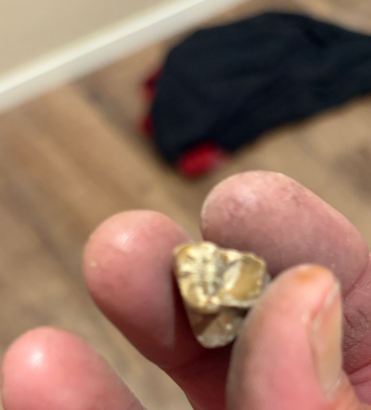 Fossilized Mammal Tooth
