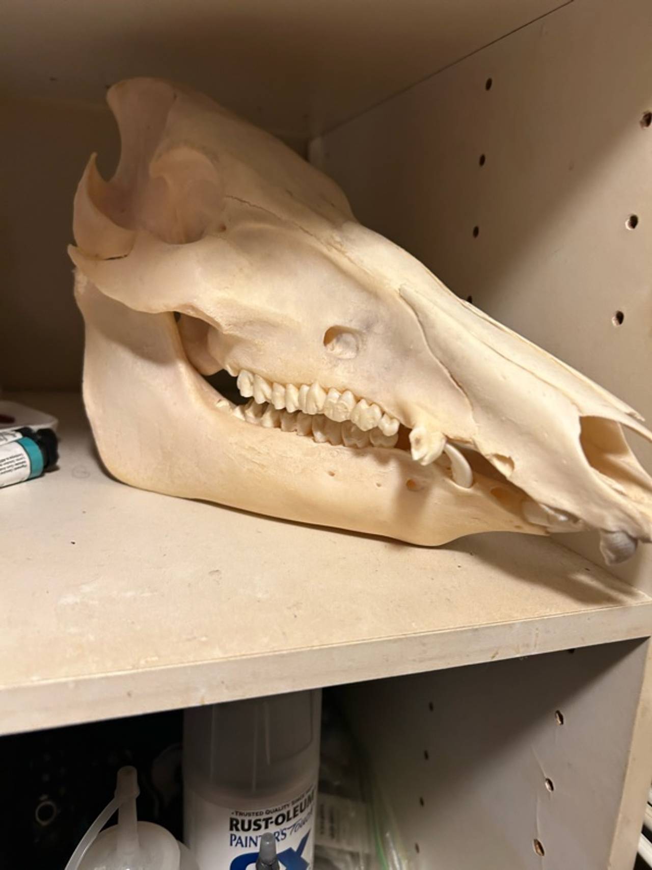 All Taxidermy Wild Boar Skull