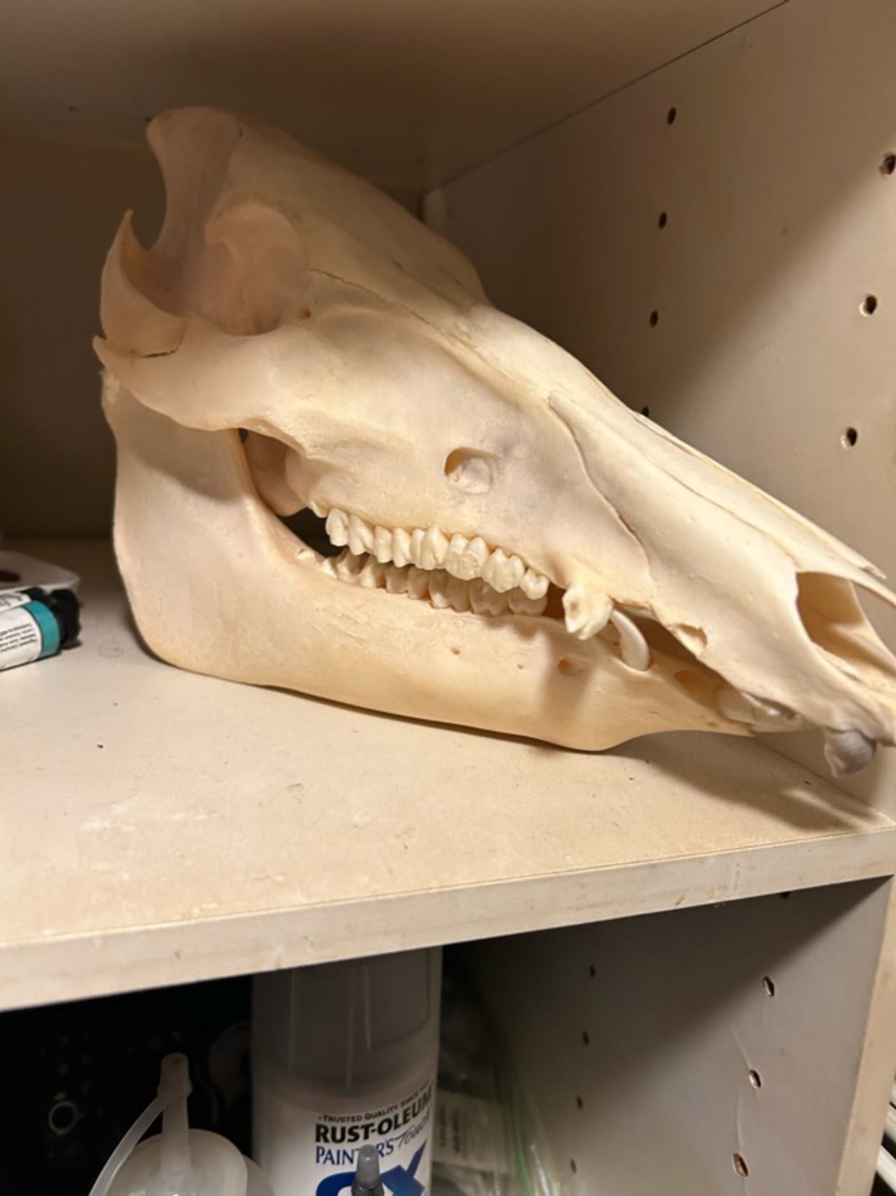 All Taxidermy Wild Boar Skull