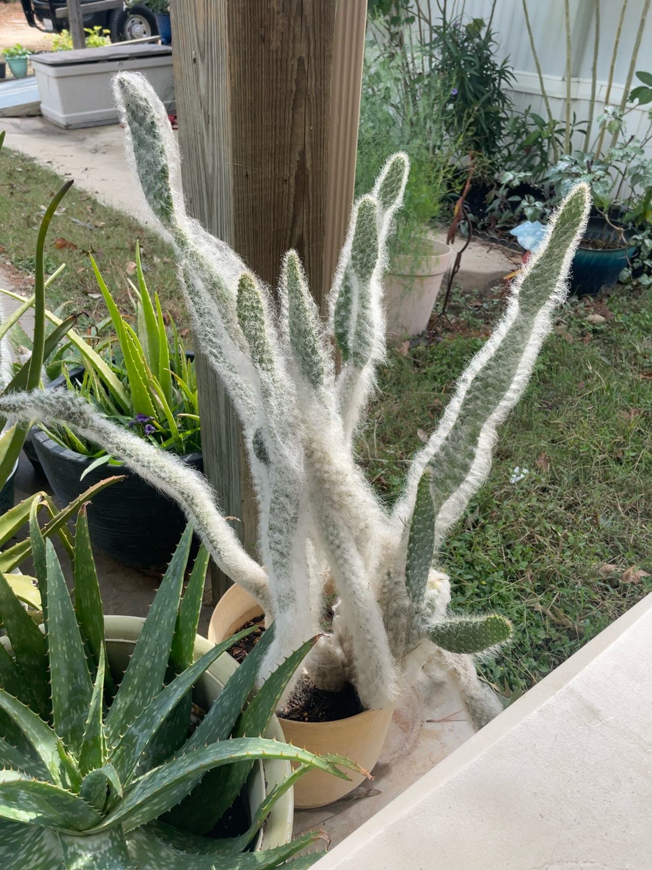 Opuntia erinacea 'Snow White' Cactus in 4" Pot