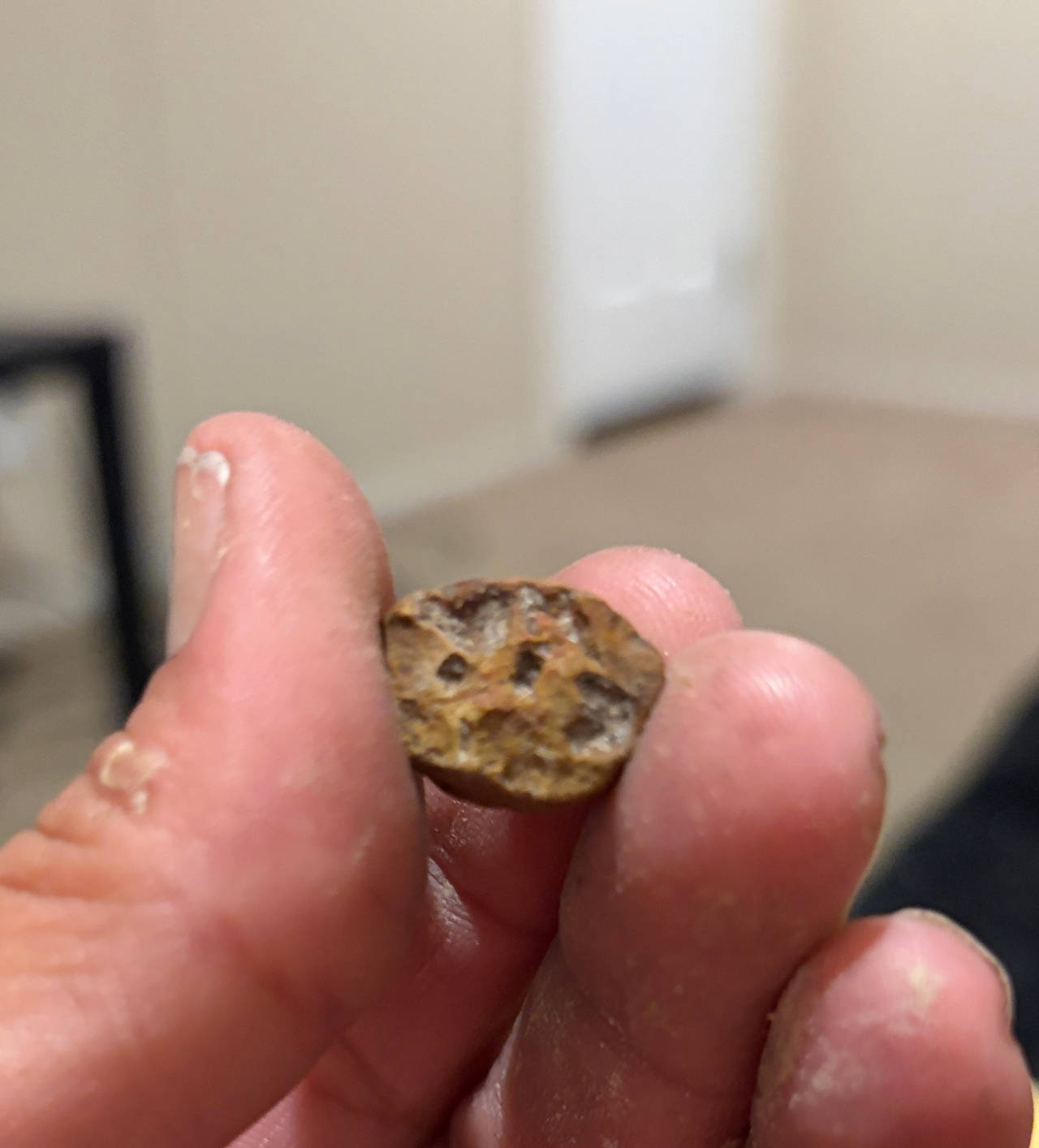 Fossilized Coral Stone