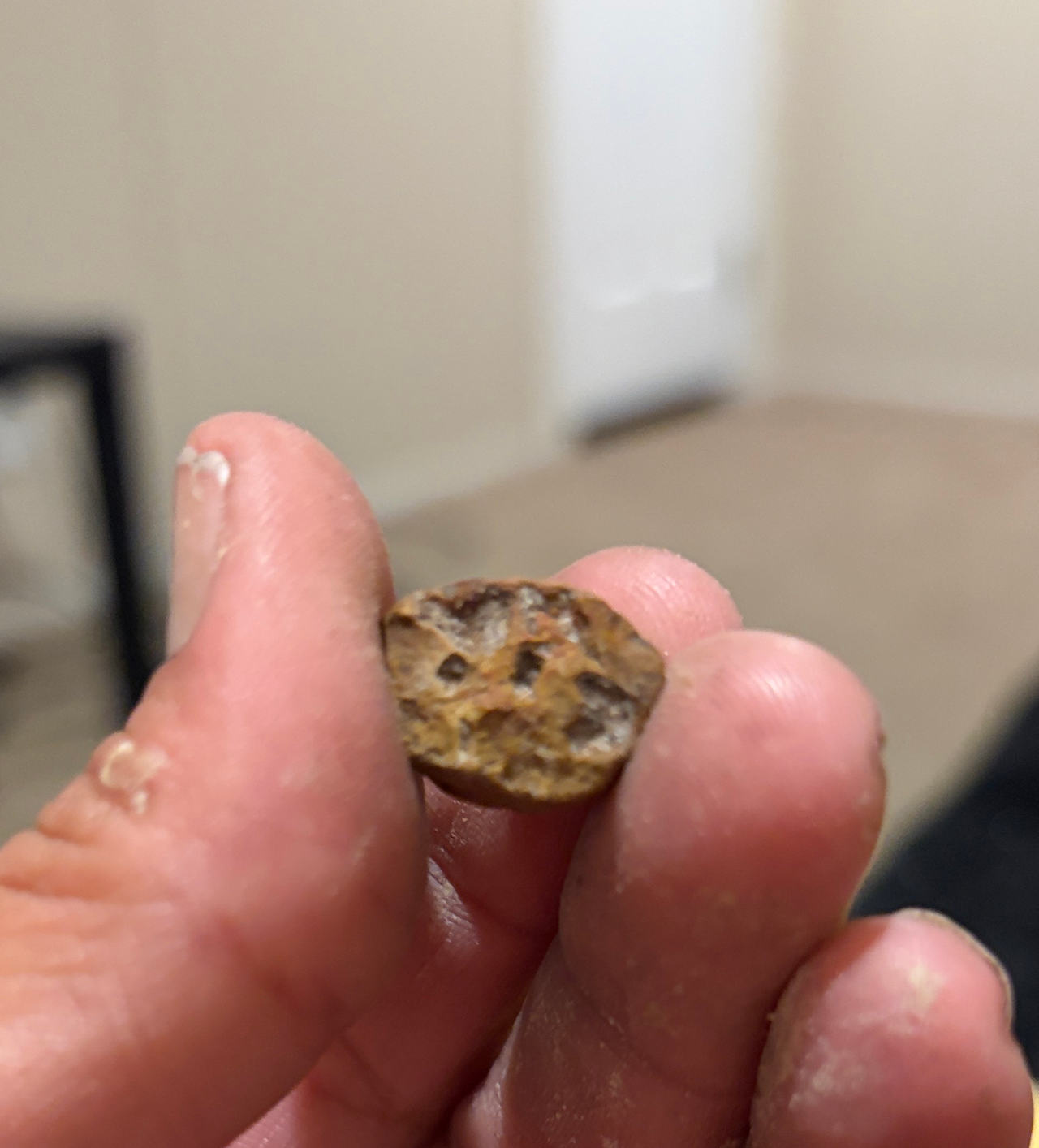 Fossilized Coral Stone