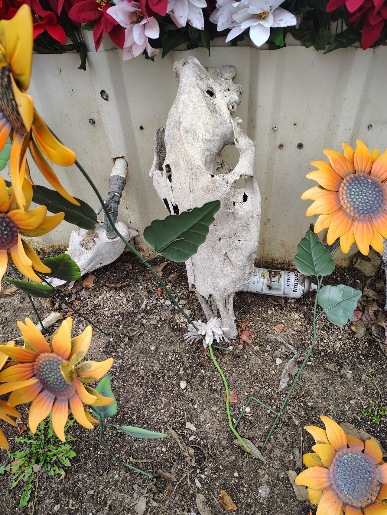 Weathered Cow Skull