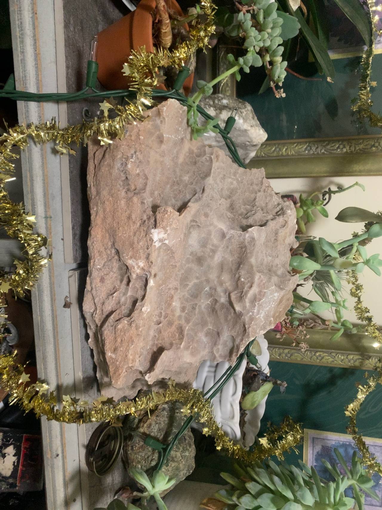 Large Colonial Coral Fossil 4.5" Honeycomb