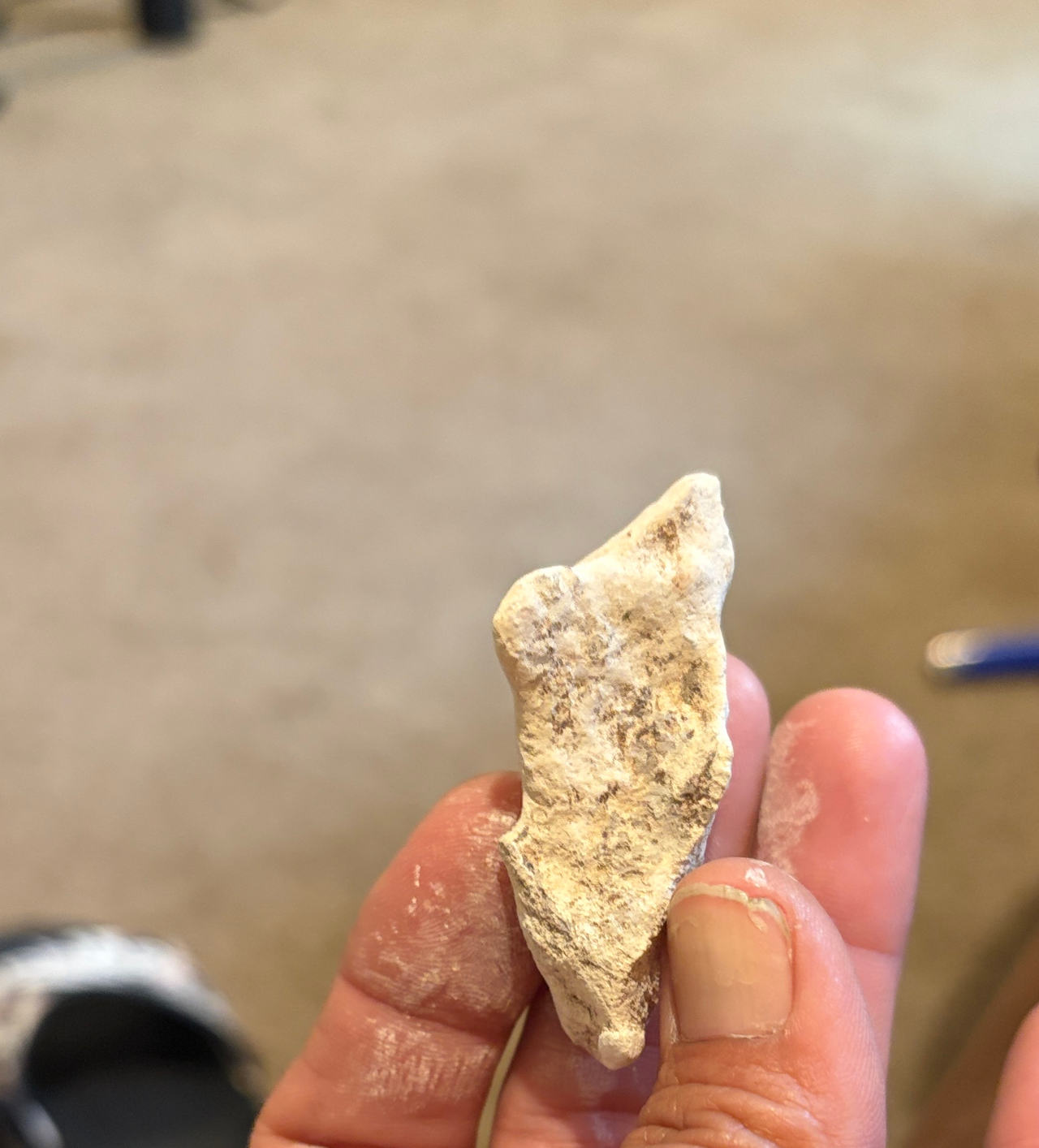 Fossilized Bone Fragment