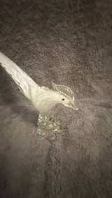 Murano Latticino Art Glass Pheasant Bird - Image 6