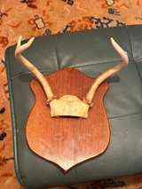 Vintage Deer Antlers Wall Mount on Wood Plaque - Image 4