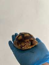 Turtle tank - Image 4