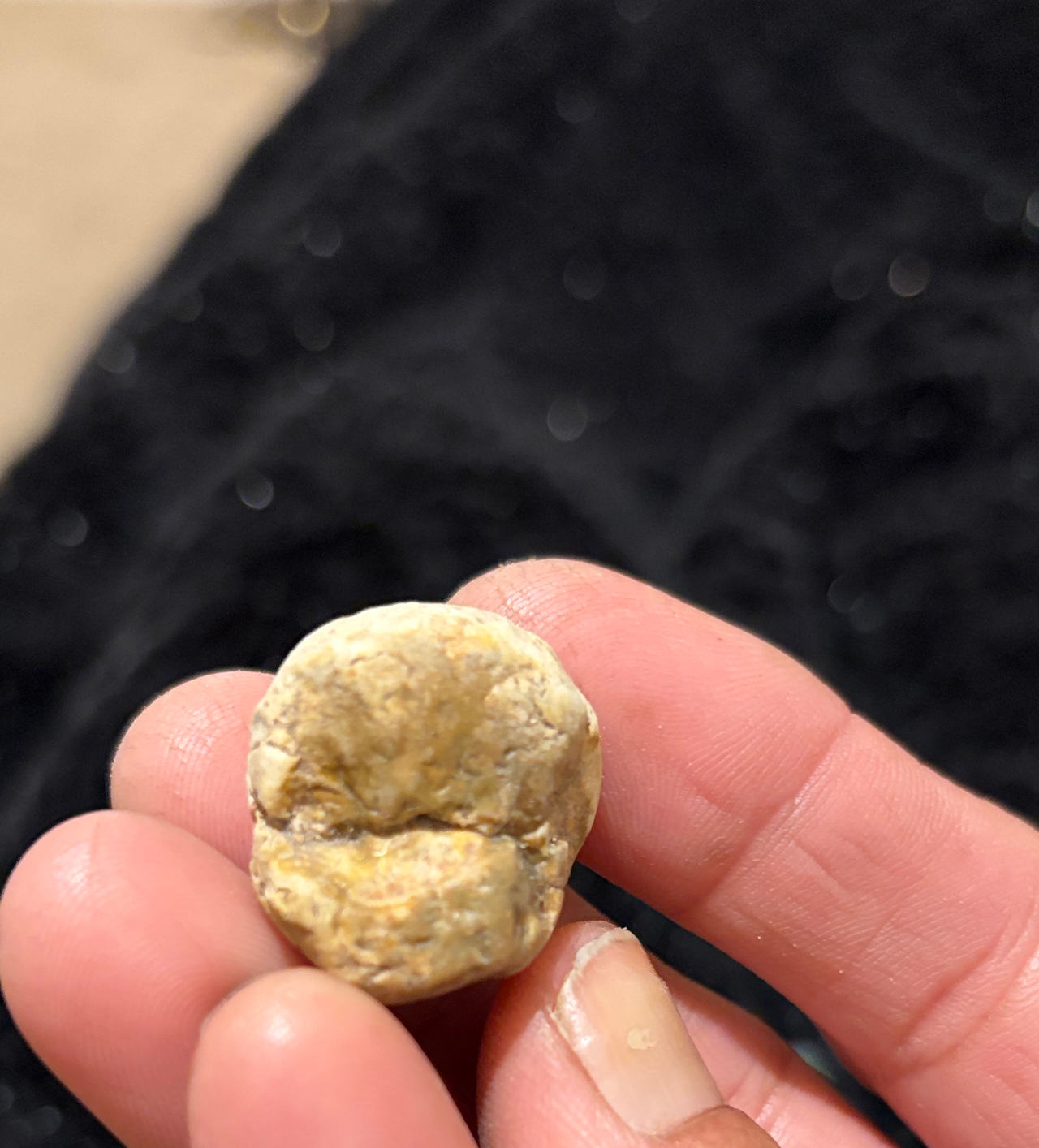 Fossilized Mammal Tooth Molar