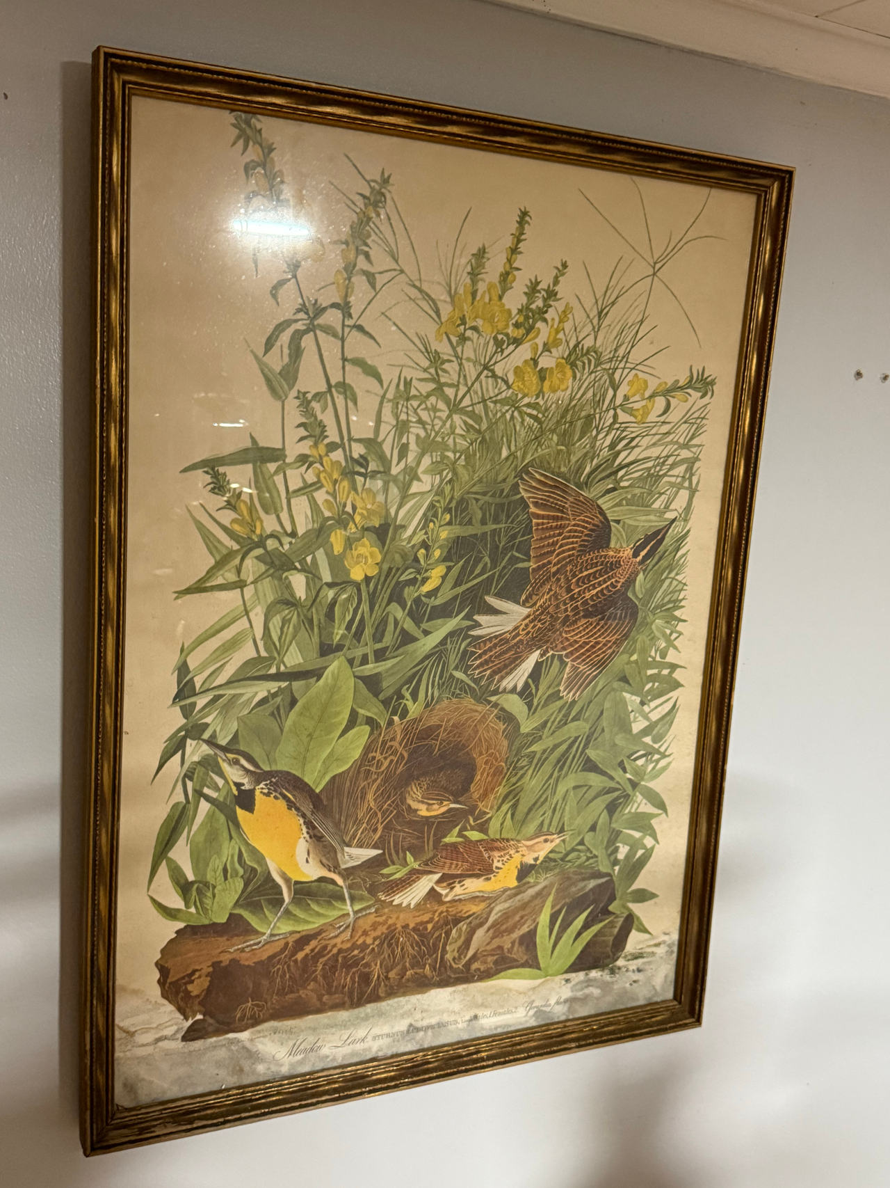 Audubon Meadow Lark Print