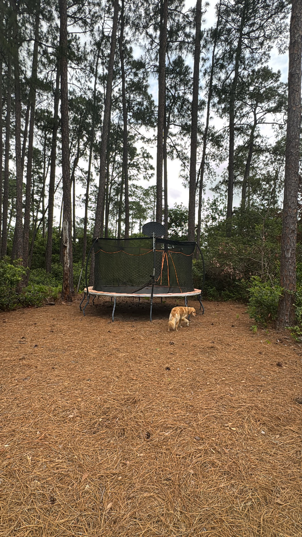 Trampoline with Safety Net