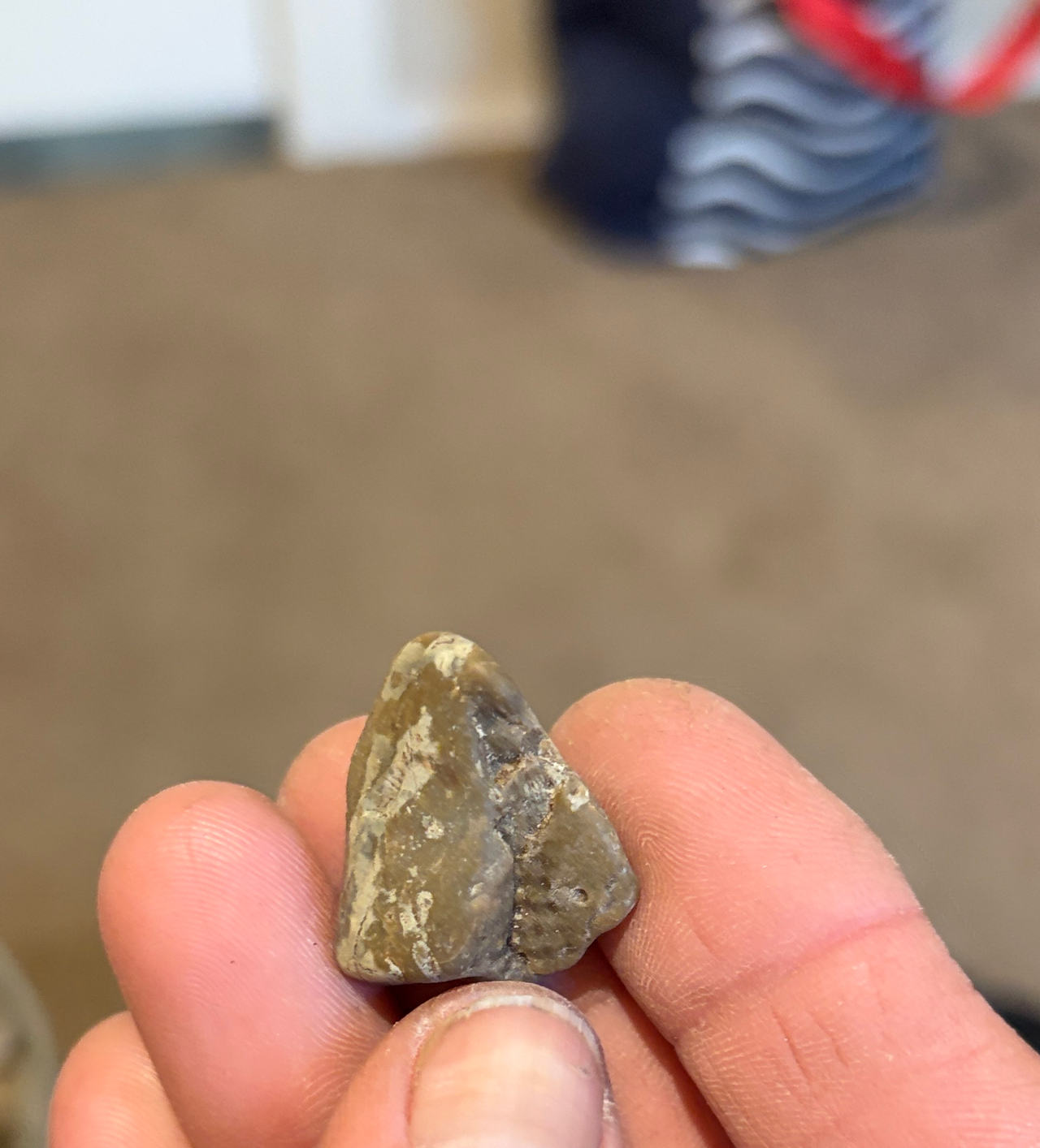 Fossilized Shark Tooth