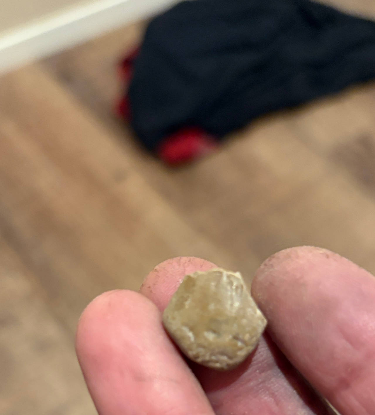 Blastoid Fossil (Sea Bud)