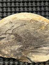 Petrified Wood Slab Natural Fossil - Image 4