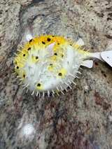 Club Earth Porcupine Fish Squirt Toy Vintage - Image 5