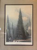 Antique Picea Bracteata Botanical Lithograph by W. Richardson - Image 8
