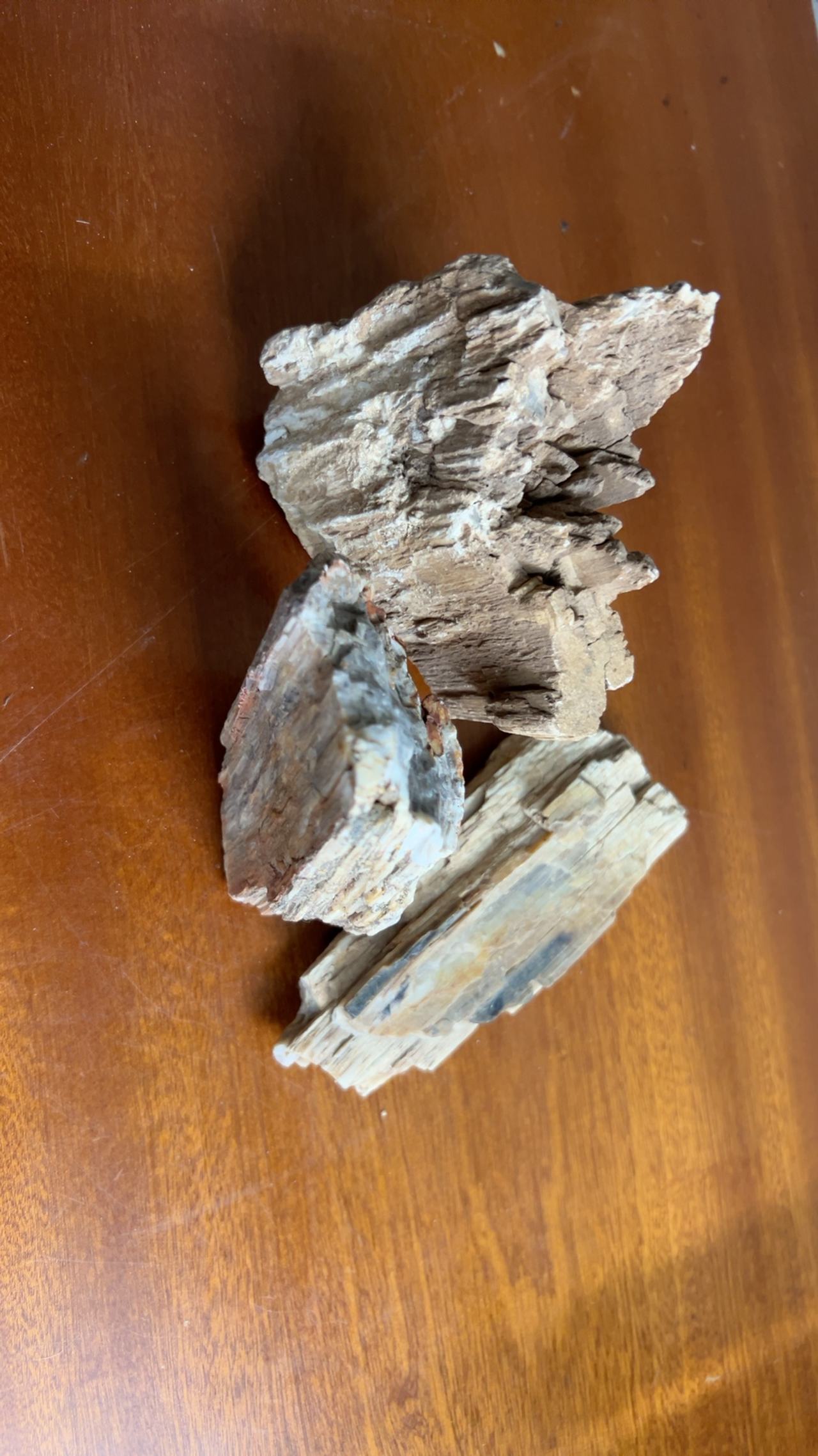 Petrified Wood Fossil Display Piece