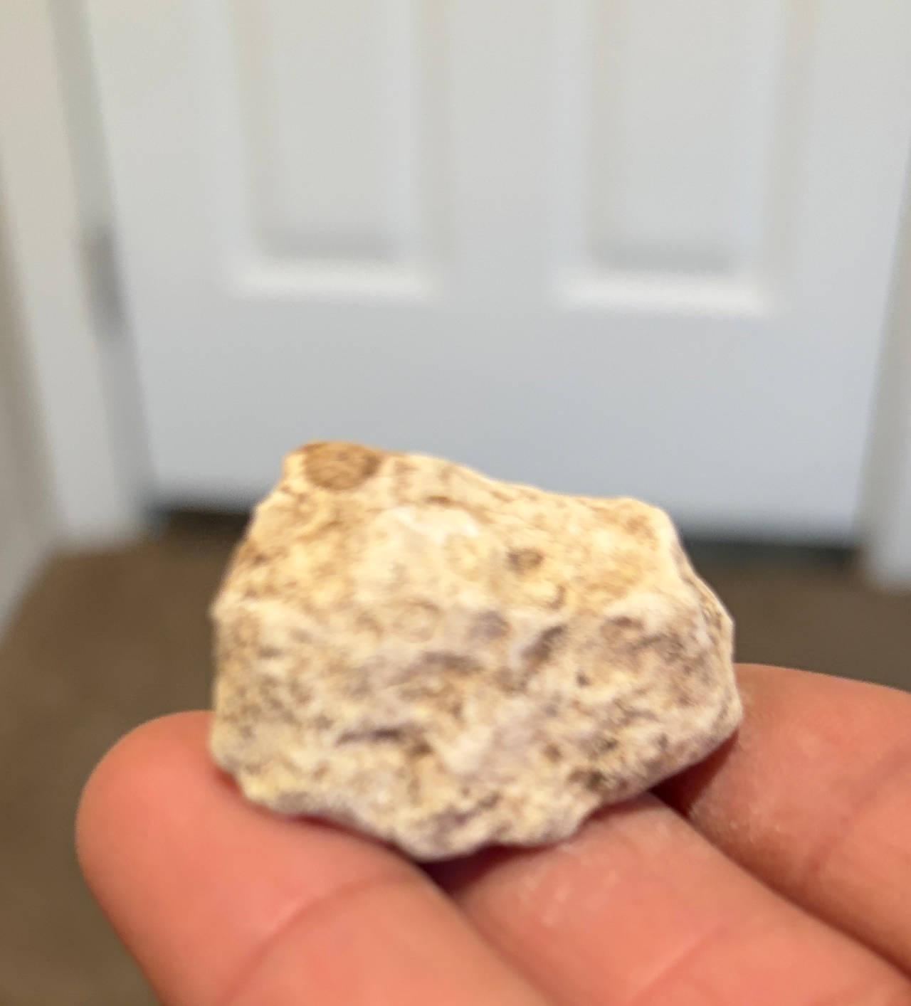 Fossilized Coral Rock Specimen