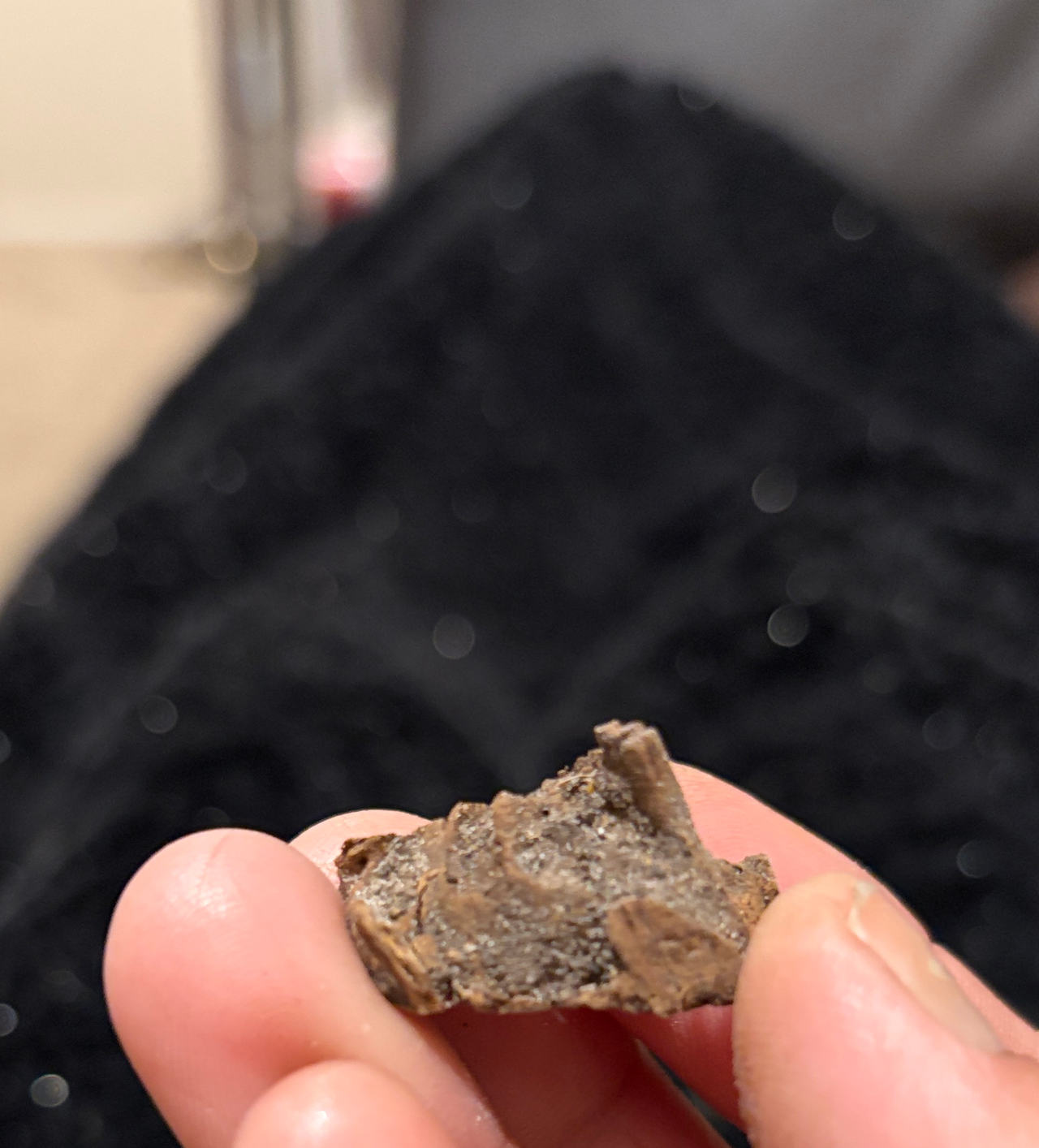 Fossilized Bone Fragment