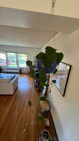 Pothos - Large and healthy pothos. Pot not included. - Image 2