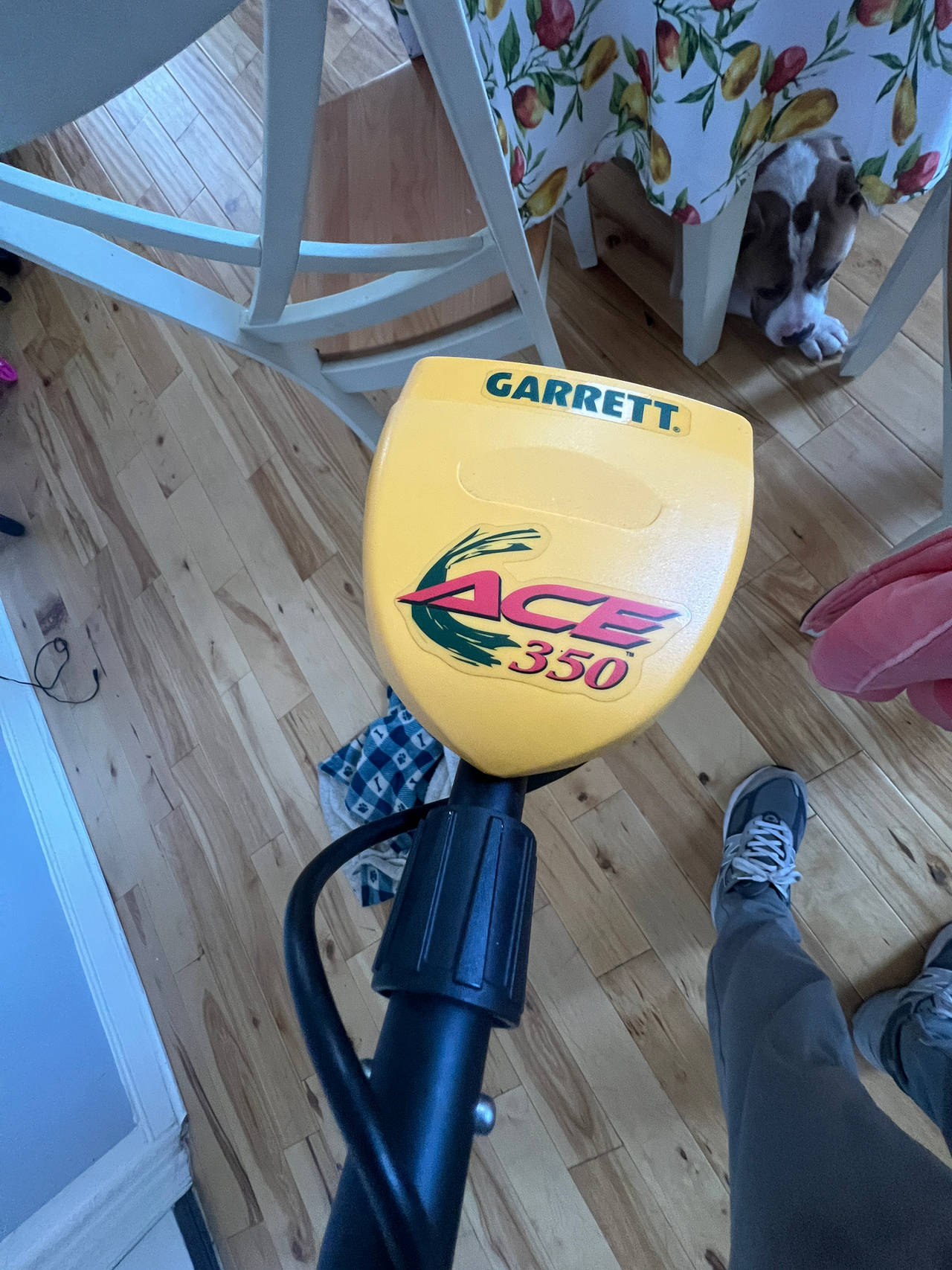 Garrett ACE 350 Metal Detector