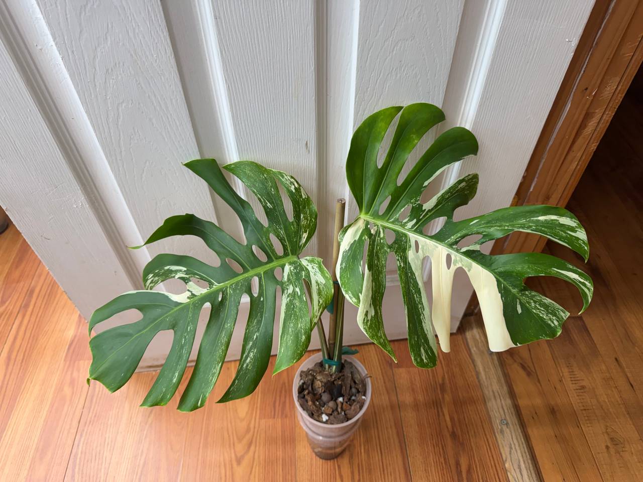 Monstera Deliciosa Albo Borsigiana