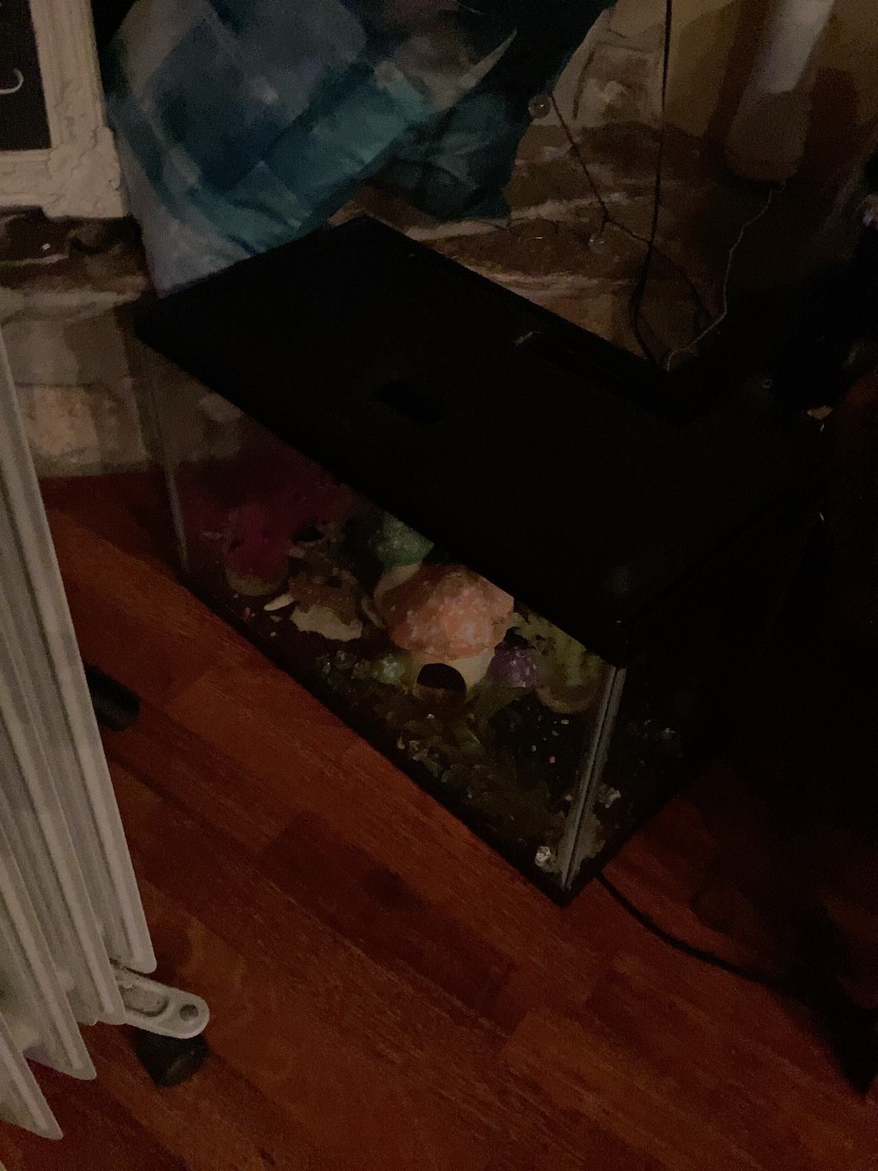 10 Gallon Glass Aquarium