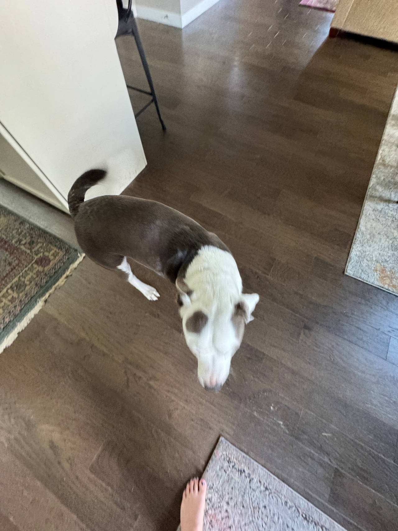 Dog