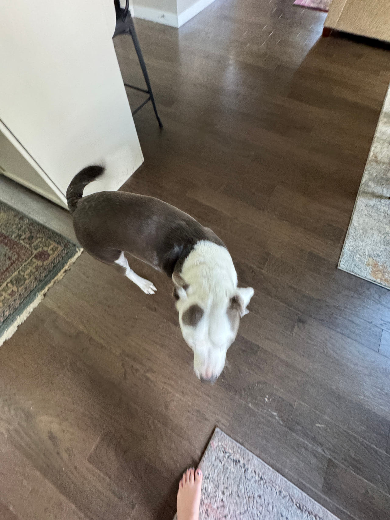 Dog