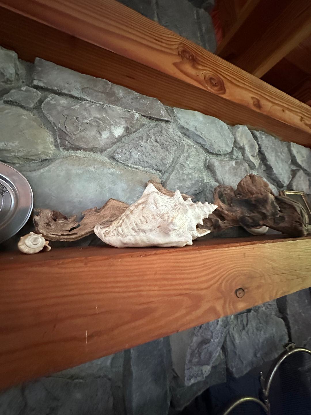 Decorative Sea Shell