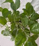 Golden Pothos Houseplant in Textured White Pot - Image 2