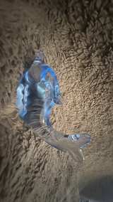 Blue Glass Dolphin Figurine - Image 3