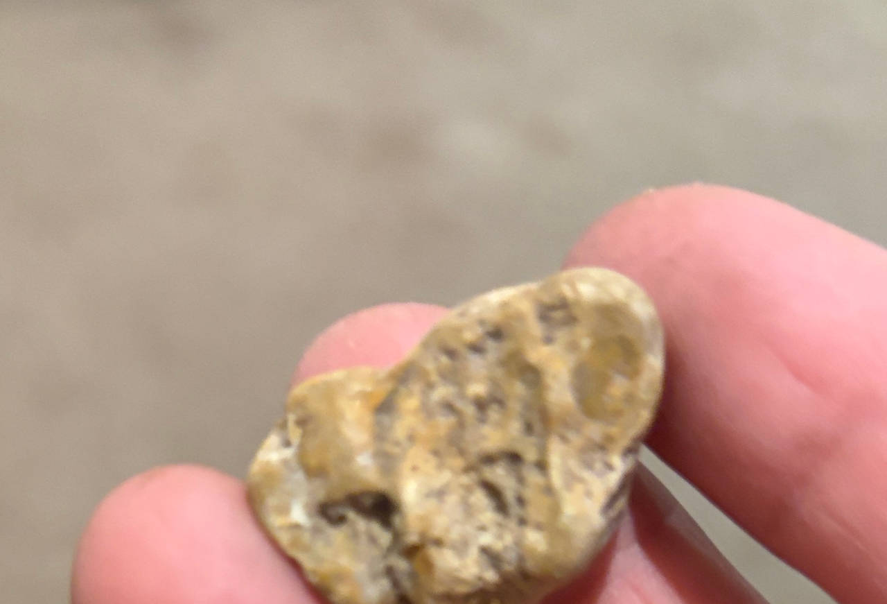 Petoskey Stone Fossil
