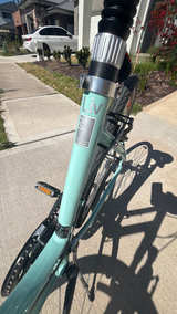 Giant Cypress W - Image 3