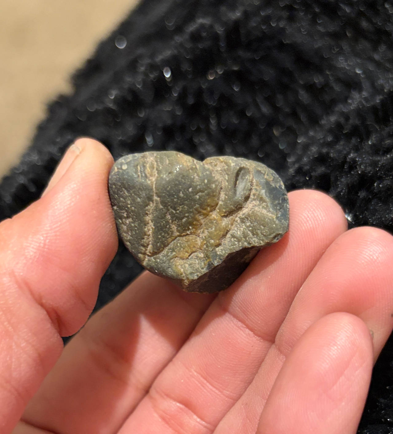 Fossilized Bone Fragment