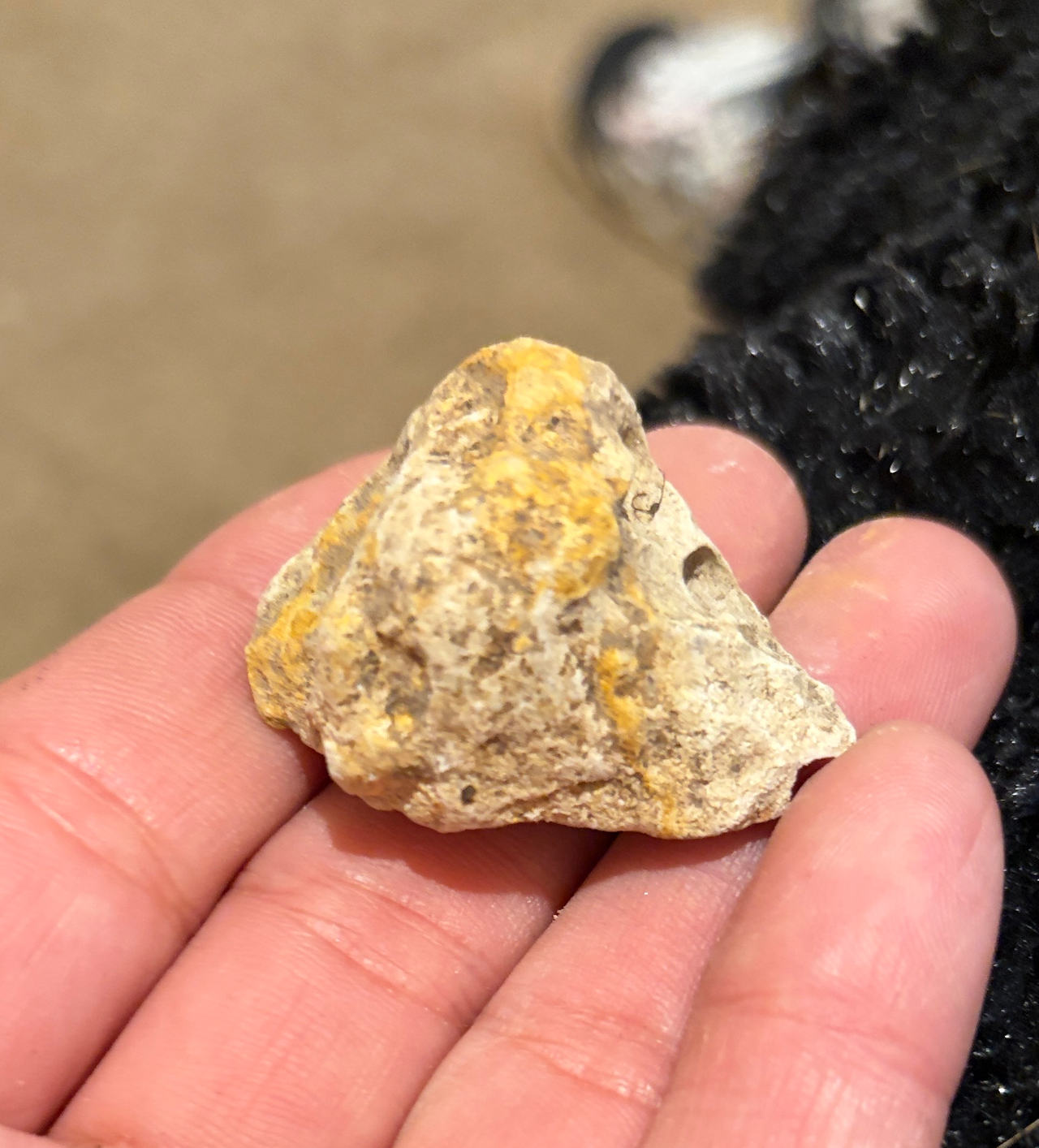 Fossilized Coral Rock Specimen