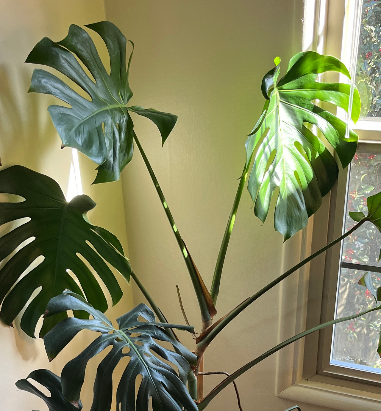 Large Monstera Deliciosa Houseplant with 12" Pot