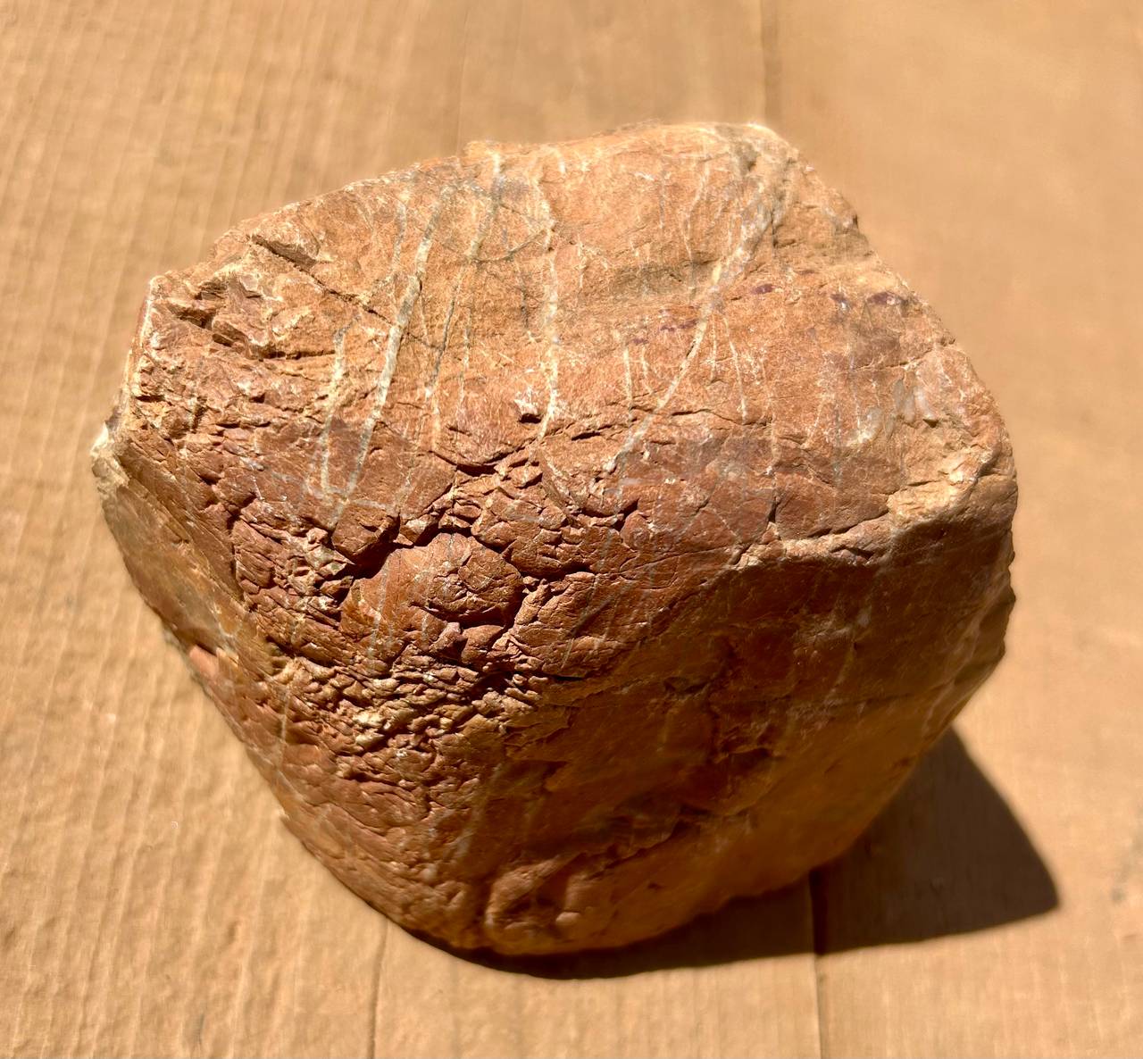Petrified Wood Raw Specimen