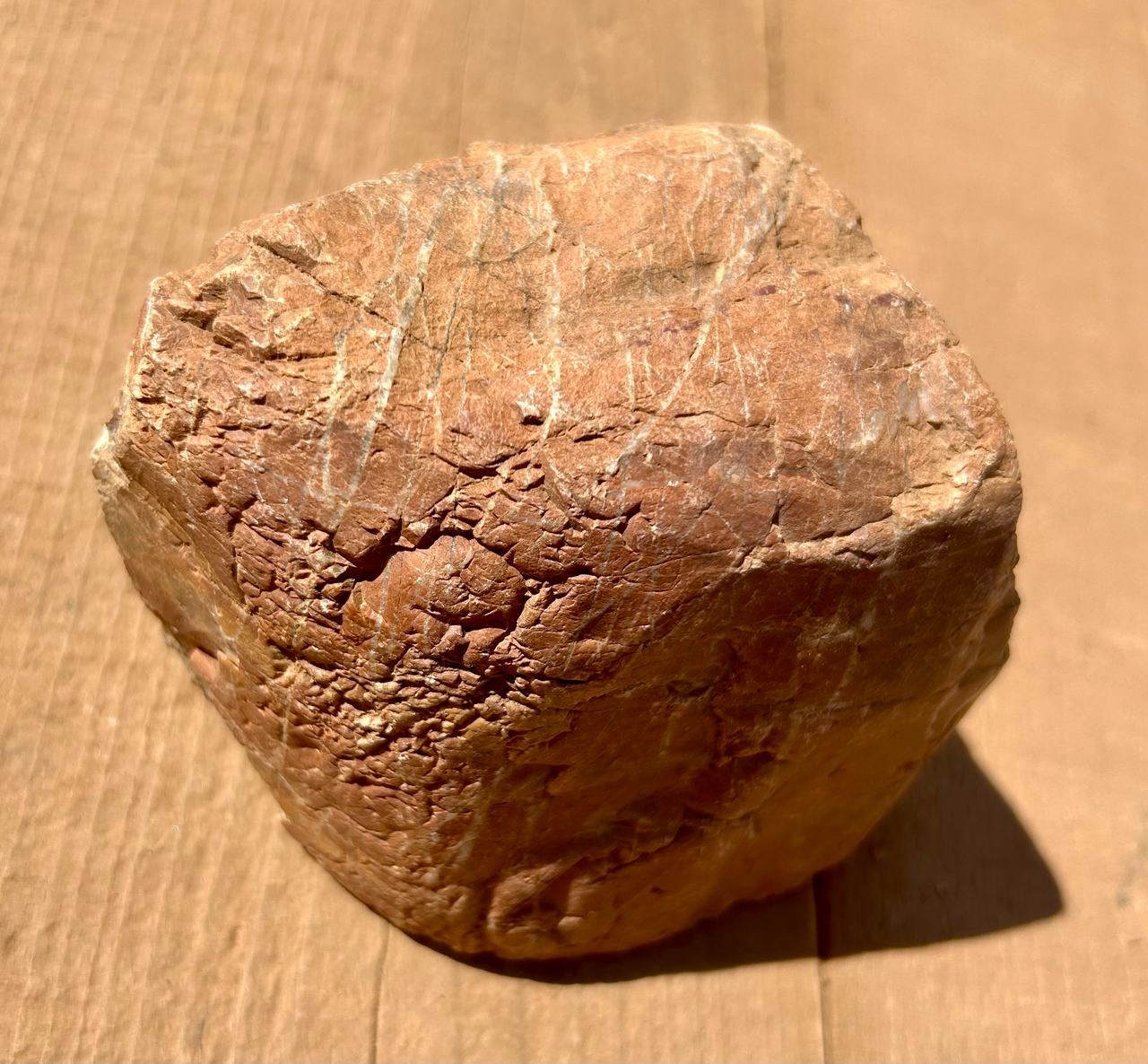 Petrified Wood Raw Specimen