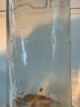 Vintage Citrate of Magnesia Glass Bottle - Image 2