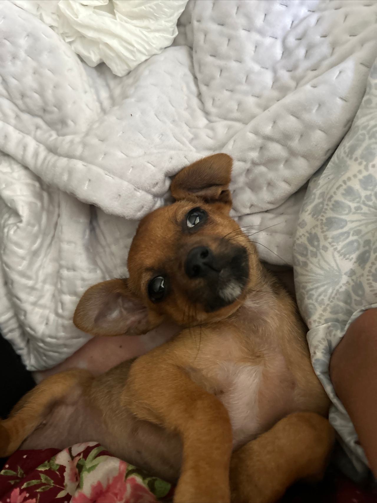 Dog
