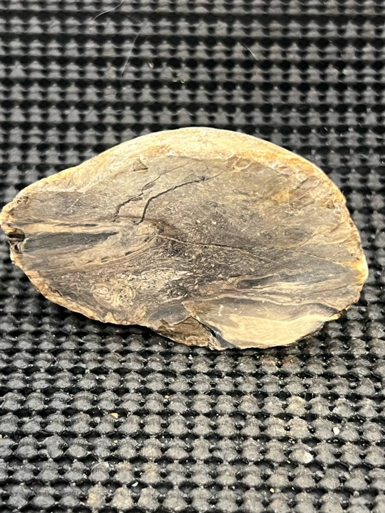 Petrified Wood Slab Natural Fossil