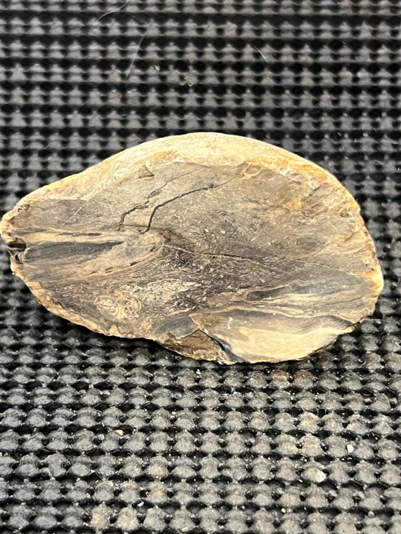 Petrified Wood Slab Natural Fossil