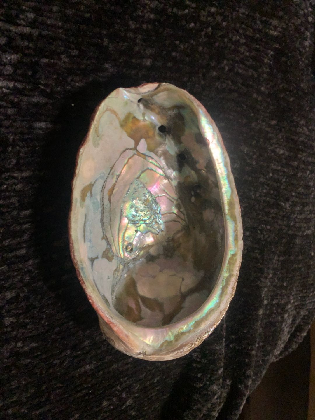 Natural Abalone Shell Large Green 6-7 Inches