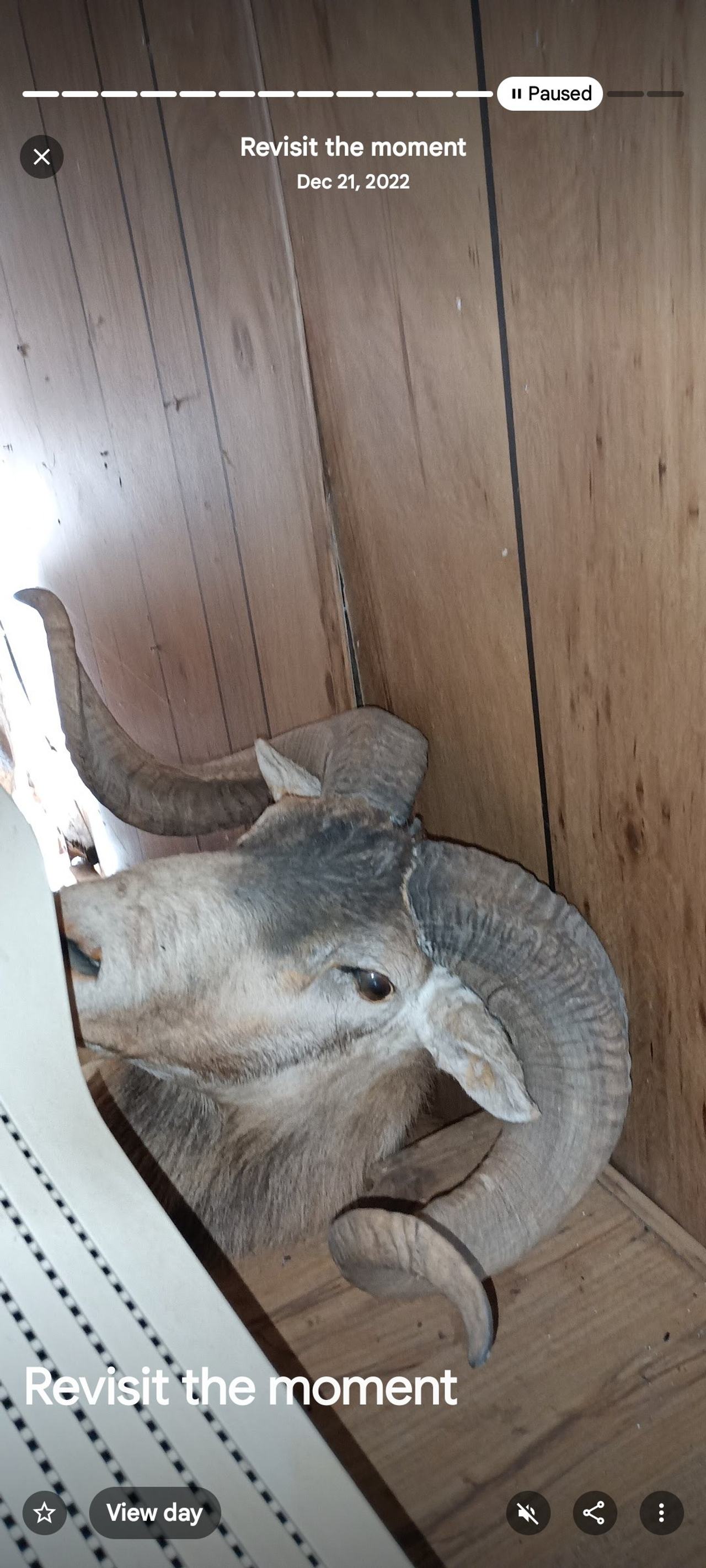 Taxidermy Ram Head Shoulder Mount